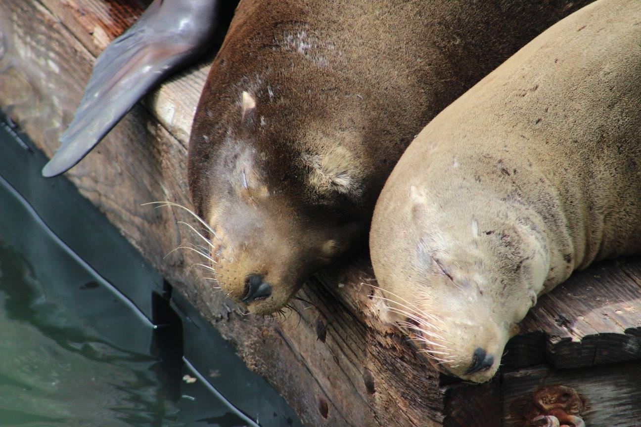 sealions